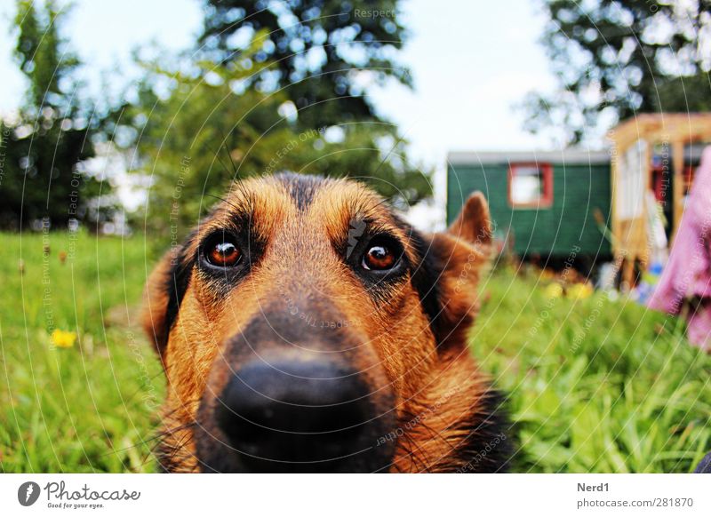 Luzi Natur Gras Haustier Hund berühren warten schön blau grün Farbfoto Außenaufnahme Starke Tiefenschärfe Totale Tierporträt Blick in die Kamera