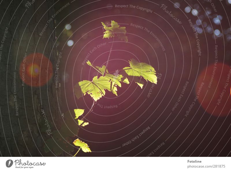 Licht im Dunkel Umwelt Natur Pflanze Sommer Schönes Wetter Baum Blatt Wald hell natürlich Farbfoto mehrfarbig Außenaufnahme Menschenleer Tag