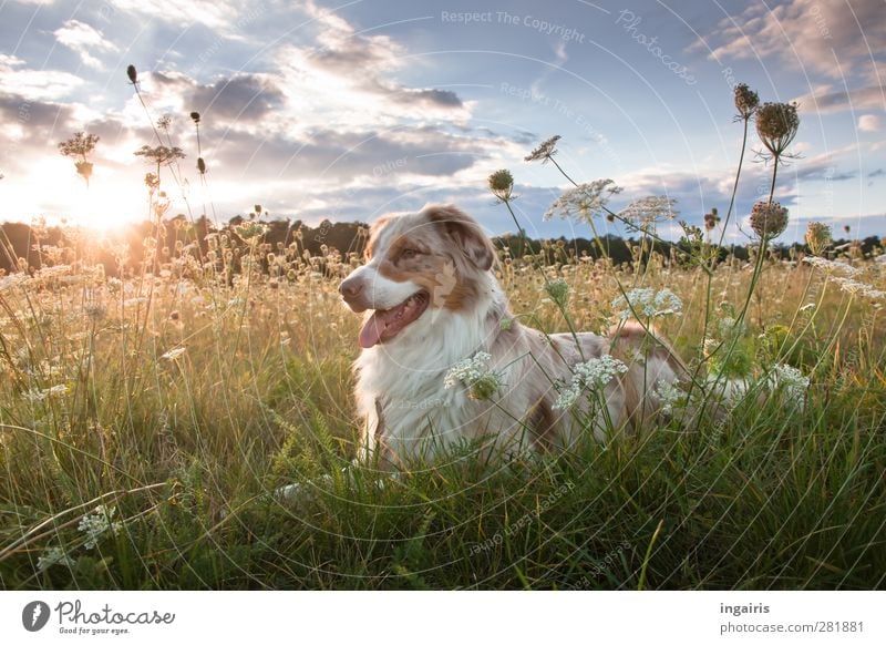 Frodo Natur Landschaft Pflanze Himmel Wolken Horizont Gras Wiese Tier Hund 1 beobachten genießen liegen Blick warten frei Freundlichkeit natürlich blau gelb