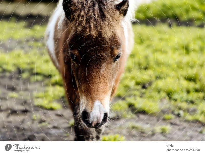 Kleiner Schelm Reiten Frühling Sommer Herbst Winter Gras Wiese Haustier Pferd Shetlandpony Ponyfohlen 1 Tier Tierjunges beobachten laufen warten klein listig