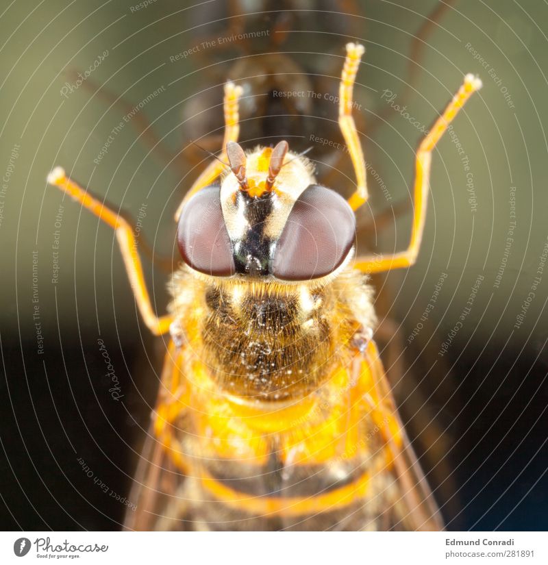 Spiegelbild Glas Auge Natur Facettenauge Qualität Tierporträt Farbfoto Reflexion & Spiegelung Blick in die Kamera