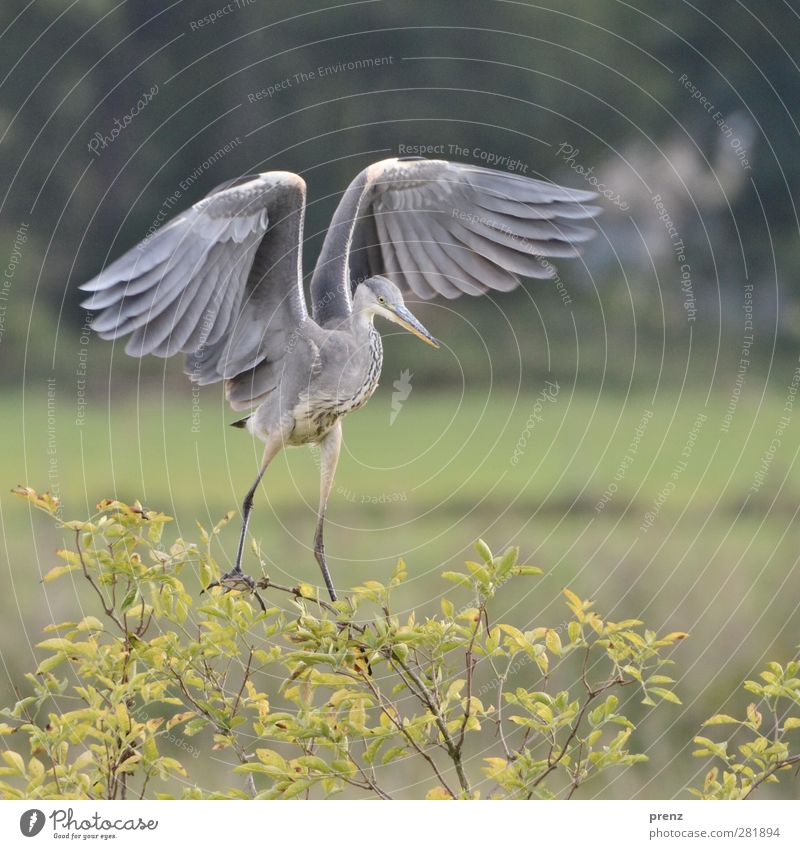 Landung Umwelt Natur Tier Wildtier Vogel 1 grau grün Graureiher Reiher flattern Storchendorf Linum Farbfoto Außenaufnahme Menschenleer Textfreiraum rechts Tag