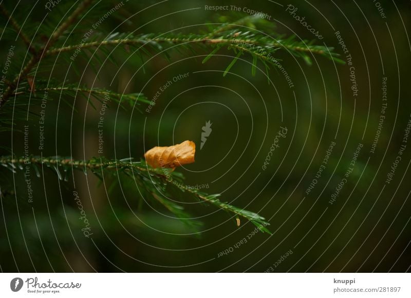 schwerelos Umwelt Natur Pflanze Luft Sonnenlicht Herbst schlechtes Wetter Wind Baum Blatt Wildpflanze Wald alt Bewegung Erholung liegen verblüht dehydrieren