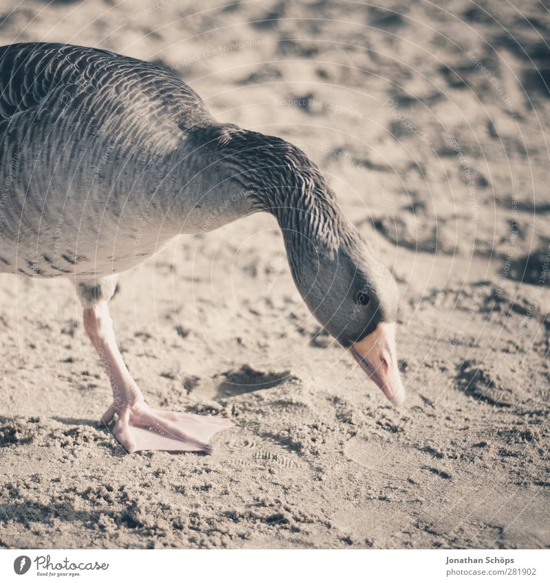 Strandgans I Tier Wildtier Vogel Tiergesicht Gans 1 braun Sand Sonnenlicht Suche Nahrungssuche Hals Profil Schnabel Themse zutraulich Mittagessen füttern