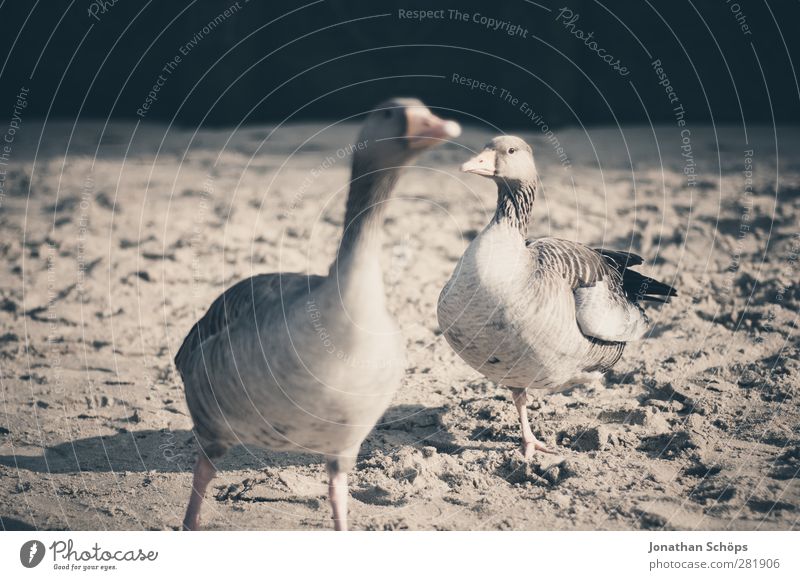 Strandgänse Tier Wildtier Vogel 2 braun Sand Sonnenlicht Suche Nahrungssuche Profil Schnabel Themse zutraulich Mittagessen füttern Farbfoto Außenaufnahme