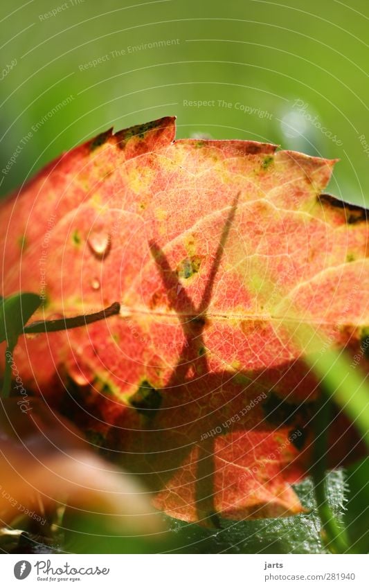 licht und schatten Umwelt Natur Pflanze Herbst Schönes Wetter Gras Blatt Garten Park frisch hell natürlich Gelassenheit ruhig Farbfoto mehrfarbig Außenaufnahme