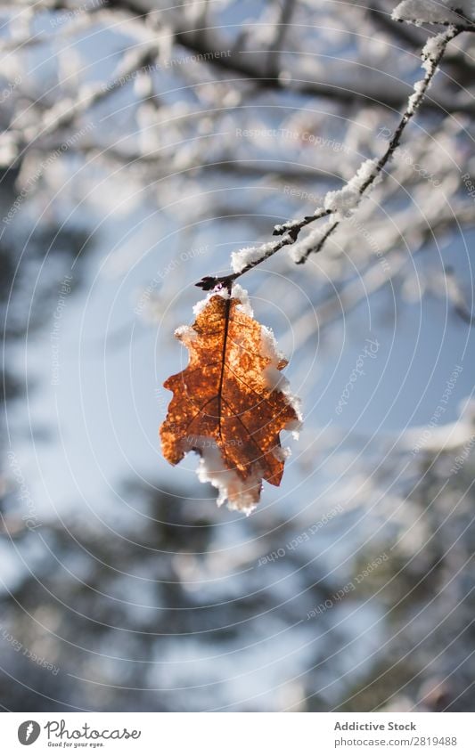 Herbstwald auf Ast im Winter Blatt Baum Natur Jahreszeiten gelb Wald Pflanze schön Eiche Schnee kalt klein weiß Frost Szene Wetter Tag Eis Schneefall