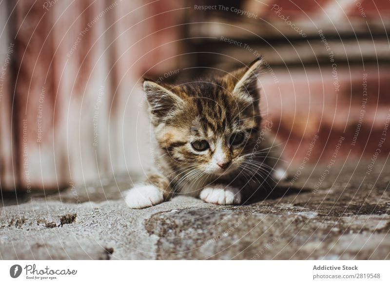 Niedliche kleine Katze auf dem Boden Katzenbaby niedlich sitzen Tier Haustier Jugendliche heimisch Porträt Säugetier schön reizvoll Pelzmantel lustig Tabby