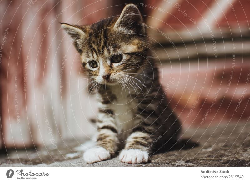 Niedliche kleine Katze auf dem Boden Katzenbaby niedlich sitzen Tier Haustier Jugendliche heimisch Porträt Säugetier schön reizvoll Pelzmantel lustig Tabby