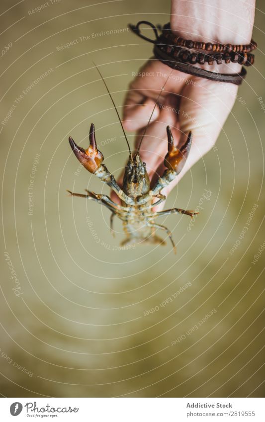 Hand mit Flusskrebsen schneiden Flußkrebs Natur Tier Schere Lebensmittel Fisch Hummer Meeresfrüchte Panzer natürlich Tierwelt organisch lebend wild Krebstier