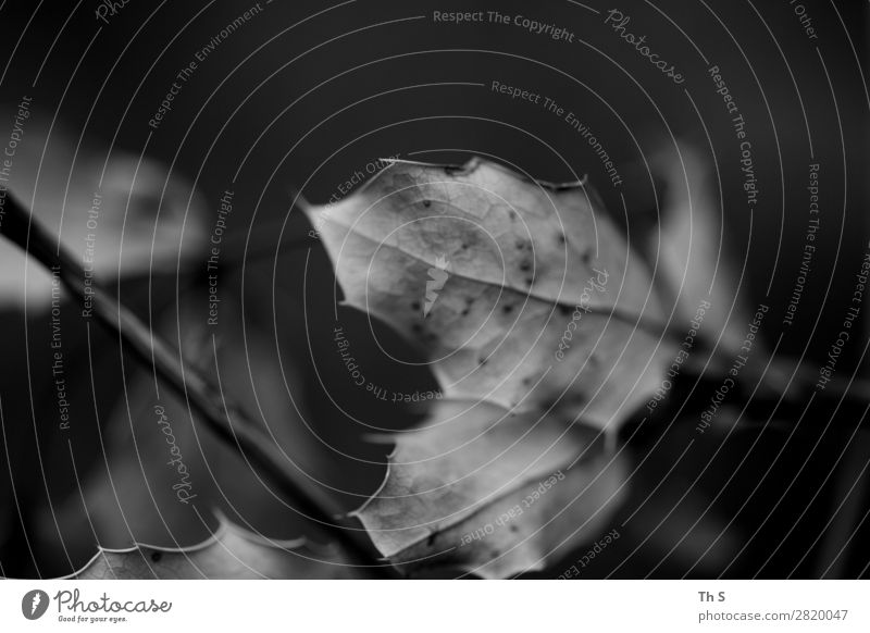 Blatt Natur Pflanze Herbst Winter Wald verblüht ästhetisch authentisch einfach elegant natürlich grau schwarz weiß Gelassenheit geduldig ruhig Idylle