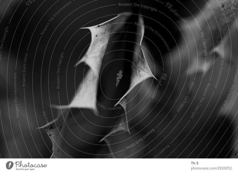 Blatt Natur Pflanze Herbst Winter Wald Bewegung verblüht ästhetisch authentisch einfach elegant natürlich grau schwarz weiß Gelassenheit geduldig ruhig