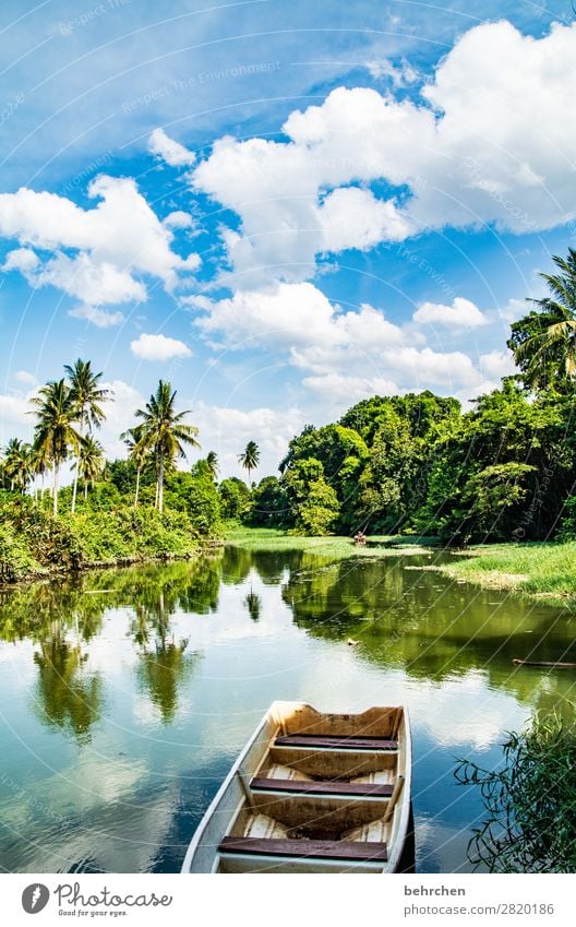 träumzeit Ferien & Urlaub & Reisen Tourismus Ausflug Abenteuer Ferne Freiheit Umwelt Natur Landschaft Himmel Wolken Pflanze Baum Sträucher Blatt Palme Urwald