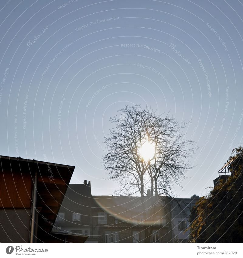 The long way home Häusliches Leben Wohnung Himmel Wolkenloser Himmel Frühling Baum Heidelberg Stadt Menschenleer Haus Gebäude ästhetisch Coolness blau schwarz