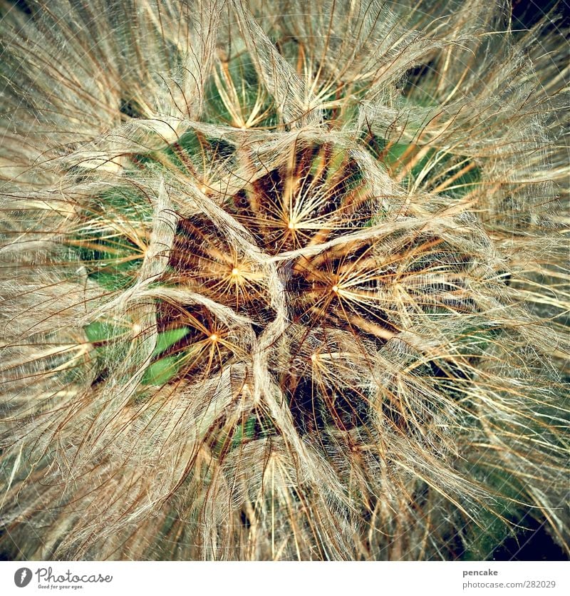 1000 neue lichter Natur Pflanze Blume Blüte Wiesen-Bocksbart Optimismus entdecken komplex Löwenzahn blasen Samenpflanze Sommerblumen Fallschirm Farbfoto