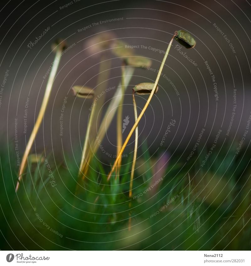 Ameisenperspektive? Natur Pflanze Gras Moos Wiese Wald dünn grün außergewöhnlich Miniatur Farbfoto Außenaufnahme Nahaufnahme Detailaufnahme Makroaufnahme