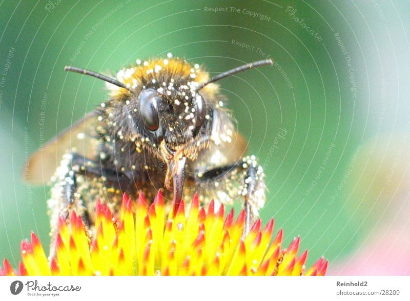 Biene im Sommer Tier Hummel fliegen Farbe Garten