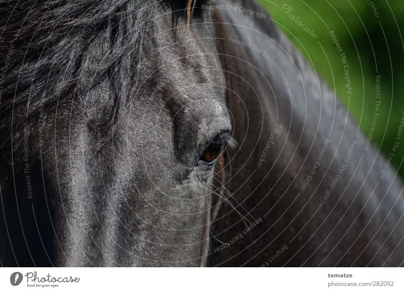 Pferd Tier 1 sportlich Stolz Kraft Horse Auge Mähne Kopf dunkel Blick nach vorn Farbfoto Außenaufnahme Nahaufnahme Tag Tierporträt Blick in die Kamera