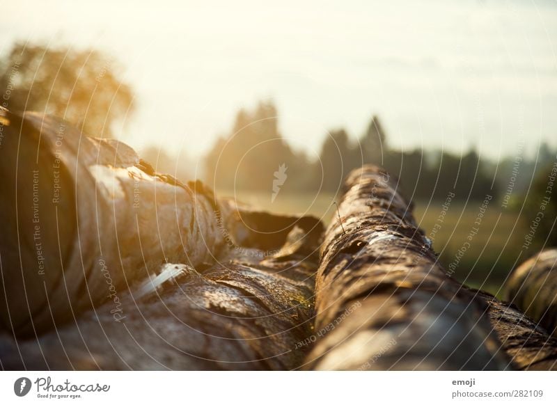 Herbst Umwelt Natur Landschaft Schönes Wetter Baum natürlich Wärme Baumstamm Farbfoto Außenaufnahme Nahaufnahme Menschenleer Morgen Licht Schwache Tiefenschärfe