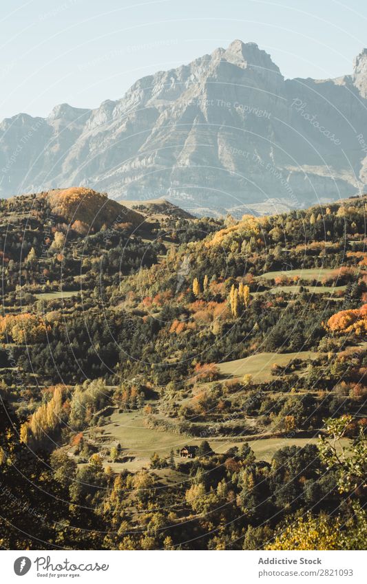 Sonniger Hochgebirgs- und Herbstwald Wald Berge u. Gebirge Hügel Orange Landschaft Gipfel Natur Umwelt natürlich Ferien & Urlaub & Reisen schön Aussicht Länder