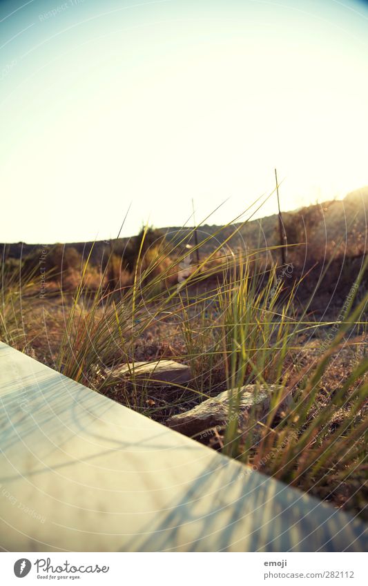 Gräser Umwelt Natur Landschaft Pflanze Sommer Schönes Wetter Wärme Dürre Grünpflanze natürlich grün Gras Farbfoto Außenaufnahme Nahaufnahme Menschenleer Abend