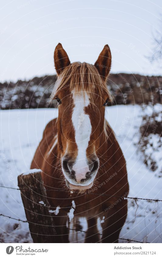 Pferd im verschneiten Fahrerlager Sattelkammer Winter Natur Bauernhof Tier Schnee Hengst Säugetier pferdeähnlich Freiheit Ranch heimisch Reiterin Wiese Feld