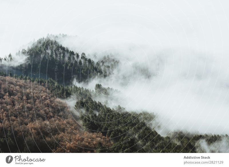 Berge und neblige Wälder Wald Nebel Herbst Natur Berge u. Gebirge Hügel bedeckt Licht Landschaft Morgen Jahreszeiten Blatt schön Wetter Länder Park mehrfarbig