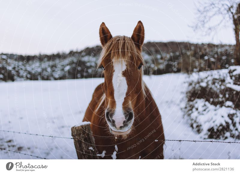 Pferd im verschneiten Fahrerlager Sattelkammer Winter Natur Bauernhof Tier Schnee Hengst Säugetier pferdeähnlich Freiheit Ranch heimisch Reiterin Wiese Feld