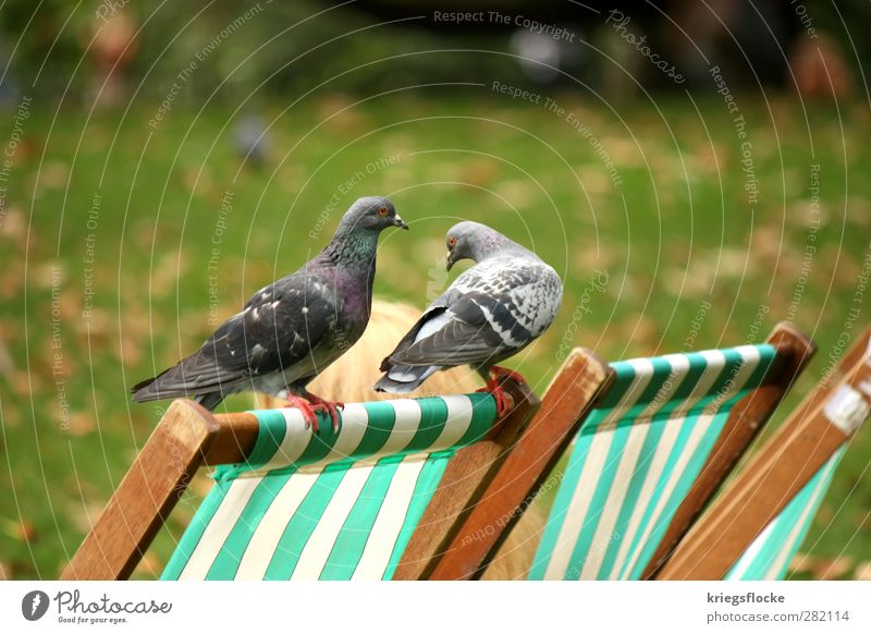 2 graue Tauben (guruguruguruuu) Umwelt Natur Gras Blatt Park Wiese Tier Vogel Erholung genießen Frühlingsgefühle Zufriedenheit Freizeit & Hobby Liegestuhl