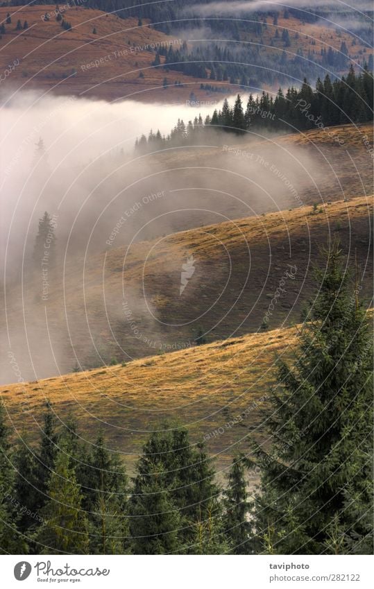 Nebel über den Hügeln schön Berge u. Gebirge Umwelt Natur Landschaft Luft Wolken Baum Wald dunkel wild schwarz Farbe geheimnisvoll fallen Licht Wildnis apuseni