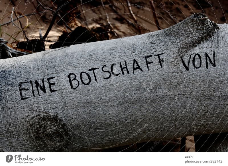 Botschaft Baum Holz Zeichen Schriftzeichen Ziffern & Zahlen Schilder & Markierungen Graffiti Information Hinweis Kommunizieren schreiben grau Gedeckte Farben