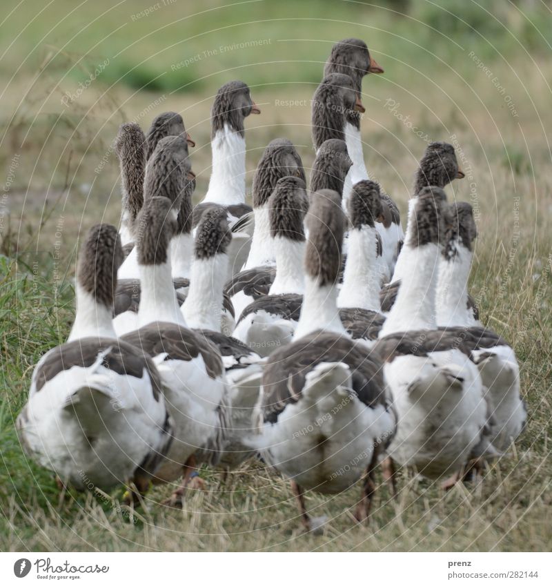 nach hause gehen Umwelt Natur Tier Wiese Nutztier Vogel Tiergruppe grau grün weiß Gans Entenvögel Rückansicht Farbfoto Außenaufnahme Menschenleer