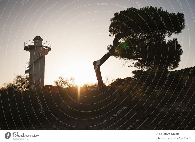 Biegen Sie den Baum gegen den Leuchtturm und die Sonne. Landschaft Natur Gebäude Sonnenlicht Sonnenuntergang Himmel blau horizontal Außenaufnahme Menschenleer