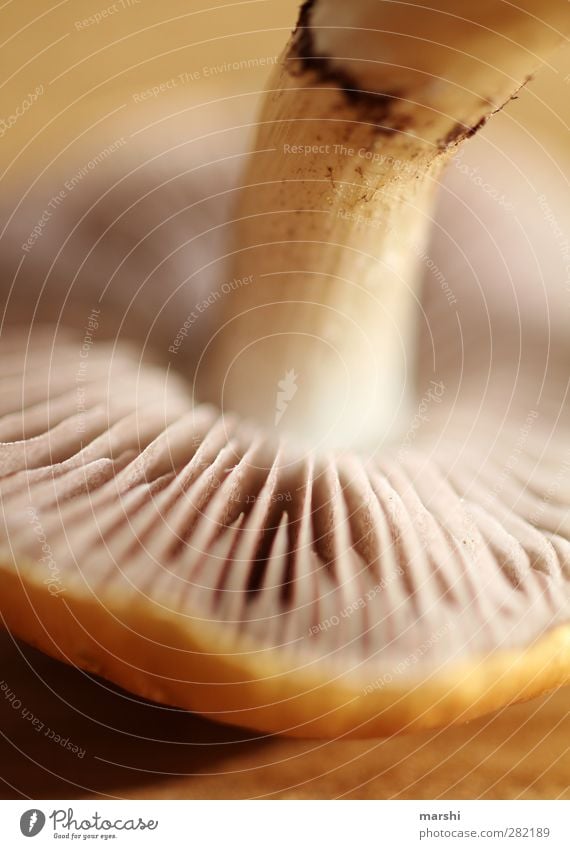 Schwammerl Lebensmittel Ernährung Essen Natur Pflanze braun gelb Pilz Lamelle Herbst essbar Schwache Tiefenschärfe Farbfoto Nahaufnahme Detailaufnahme