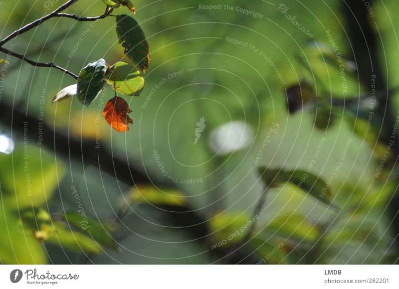 Erster Herbstbote (200) Natur Pflanze Blatt orange Herbstlaub grün Ast Schwache Tiefenschärfe herbstlich ruhig Meditation Traurigkeit Abschied Gegenteil