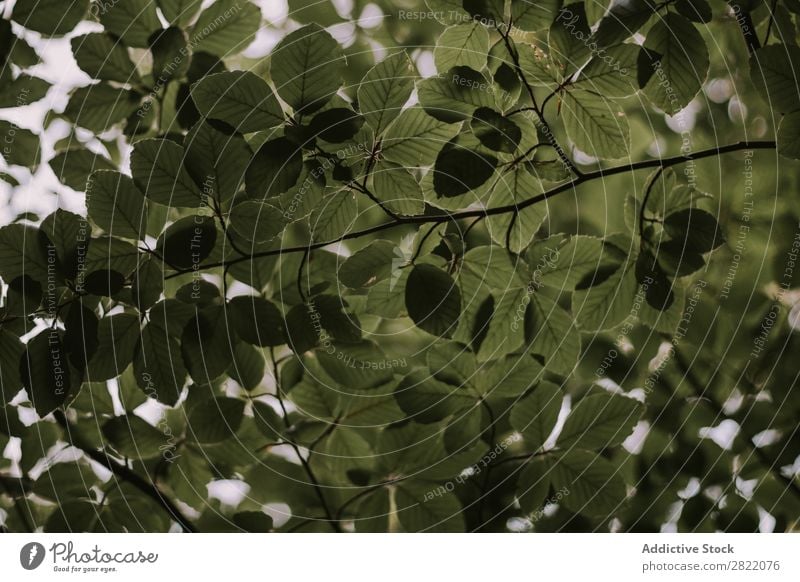 Zweige mit grünen Blättern Branche Blatt Baum Natur Pflanze Wald Wachstum frisch natürlich Garten hell Konsistenz Detailaufnahme organisch Botanik botanisch