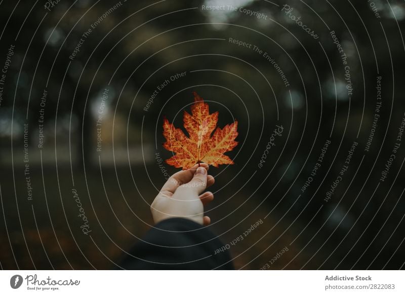 Hand hält Orangenblatt Blatt Herbst Natur Jahreszeiten schön Ahorn Park Wald herbstlich mehrfarbig Saison natürlich Beautyfotografie Halt gold regenarm Farbe