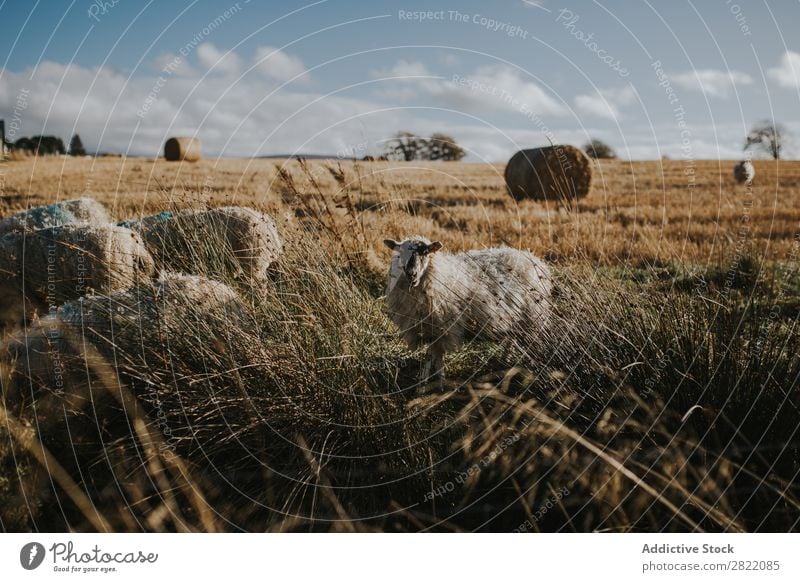 Schafweide auf dem Feld weidend Gras Weide Bauernhof Natur Wiese Tier grün ländlich Landwirtschaft Landschaft regenarm Heu Walze Vieh Schafherde Fressen