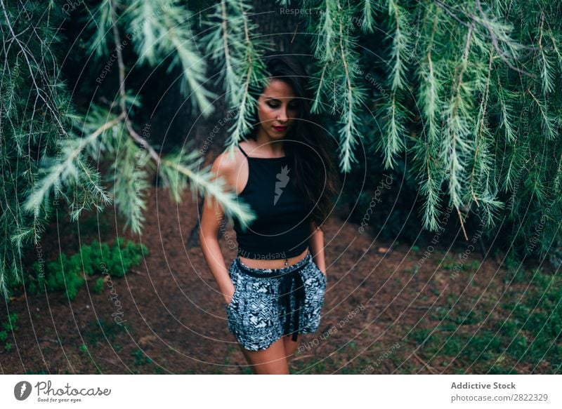 Hübsche Frau in Tannenästen hübsch Jugendliche schön stehen Baum Branche grün Park Wald brünett attraktiv Mensch Beautyfotografie Erwachsene Stil niedlich