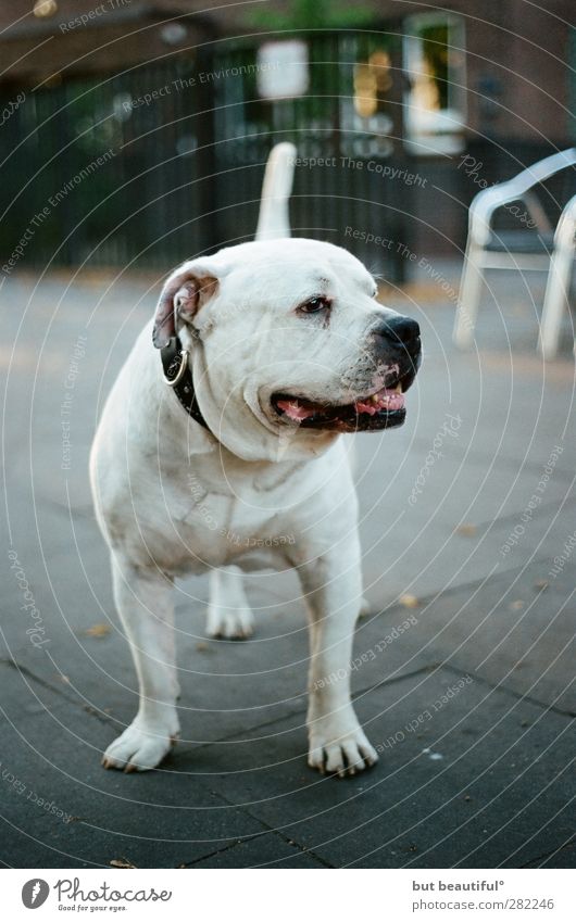 selbstportrait° Tier Haustier Hund 1 sportlich außergewöhnlich elegant Freundlichkeit Fröhlichkeit Originalität positiv rebellisch Vertrauen Sicherheit