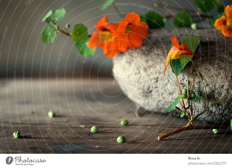 HerbstStill III Blume Blatt Blüte Stein Blühend leuchten authentisch natürlich grün orange Kapuzinerkresse Samen Zweig Holztisch Stillleben Farbfoto