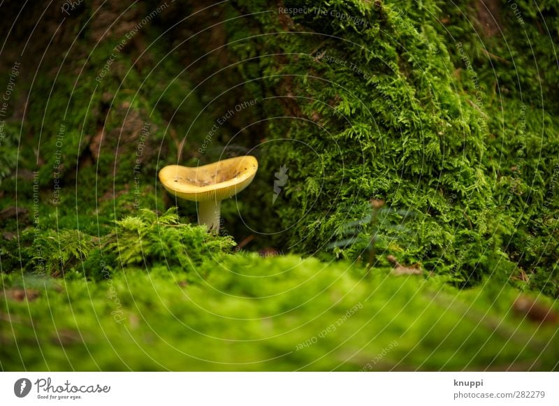 Glückspilz Umwelt Natur Urelemente Erde Herbst Schönes Wetter Park Wald unten gelb grün Baumstamm beige Pilz Pilzhut alt Moos Moosteppich braun Schweiz