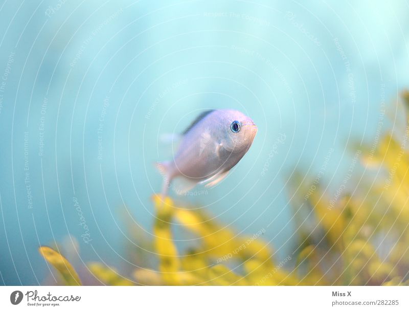 Unterwasser Wasser Korallenriff Meer Tier Fisch 1 Schwimmen & Baden Zierfische Aquarium Farbfoto mehrfarbig Nahaufnahme Unterwasseraufnahme Menschenleer