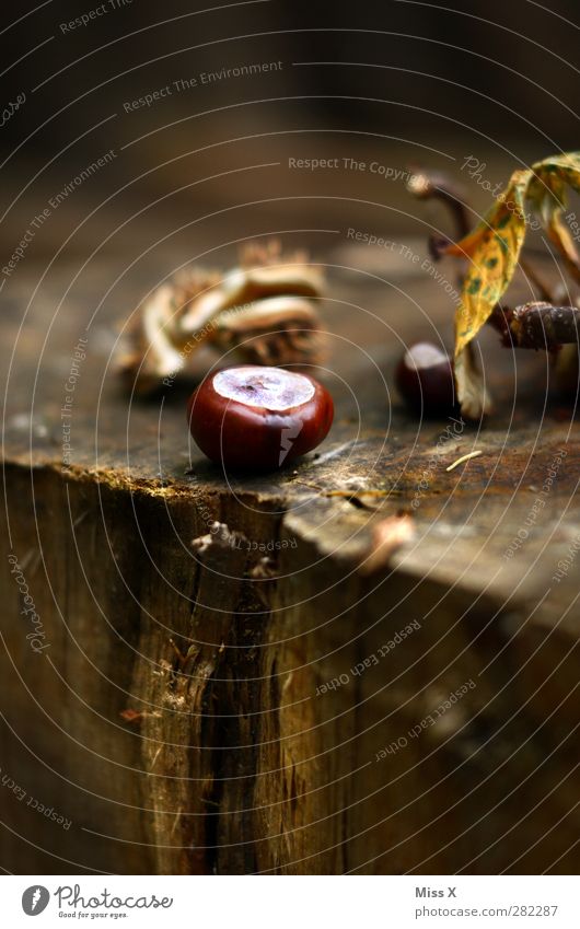 Kastanie Natur Herbst Baum Wald braun Herbstlaub herbstlich Herbstwald Holz Baumstamm Farbfoto Außenaufnahme Nahaufnahme Menschenleer Textfreiraum unten