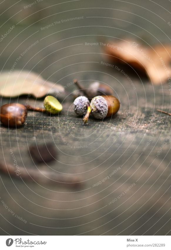 Eichel Natur Herbst Baum Wald klein braun herbstlich Herbstwald Eicheln Blatt Baumstamm Holz Farbfoto Außenaufnahme Nahaufnahme Menschenleer Textfreiraum oben