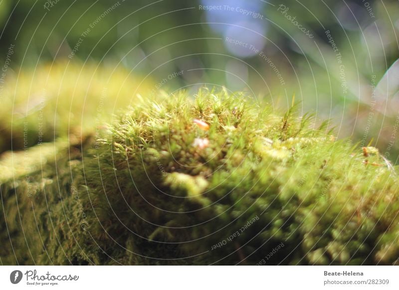 Sitzgelegenheit | das weiche Mooskissen Umwelt Natur Pflanze Wetter Wald wählen sitzen kuschlig natürlich blau grün Moosteppich Kissen Waldboden Sporen