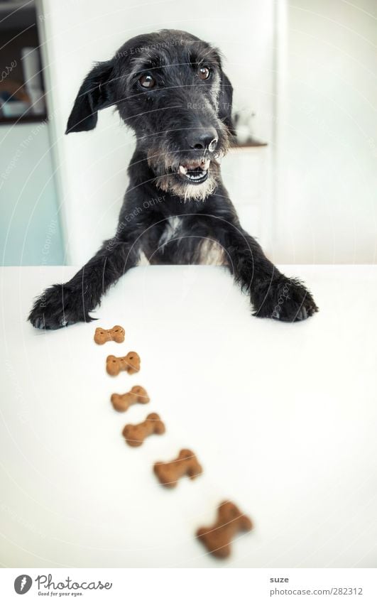 *2.100* Knochenjob Freude Tisch Tier Haustier Hund Tiergesicht Fell Pfote außergewöhnlich Fröhlichkeit lustig niedlich schwarz weiß Appetit & Hunger Idee