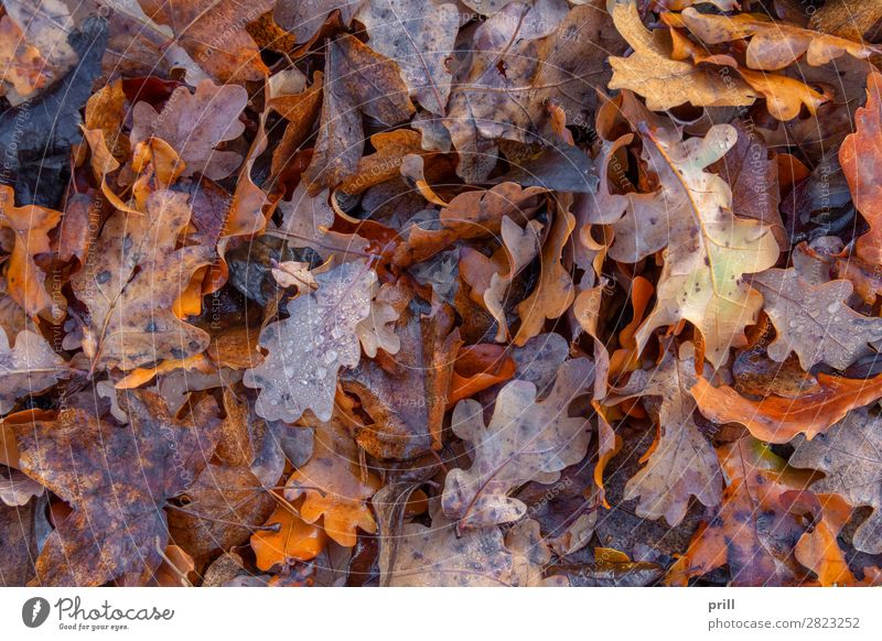 wet autumn leaves Natur Wasser Wassertropfen Herbst Blatt Flüssigkeit nass oben Verfall Herbstlaub formatfüllend natürlich feucht ausschnitt Botanik tau belaubt