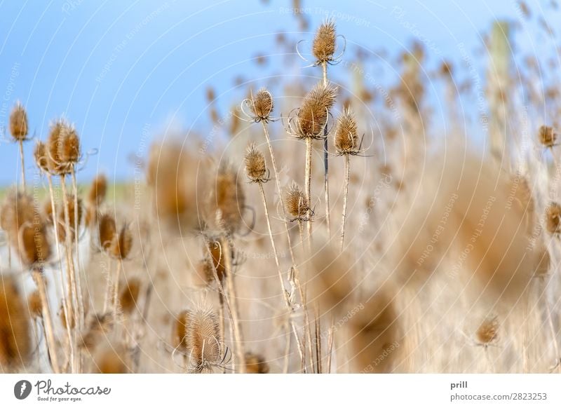 sere teasel plants Natur Pflanze Herbst Blume Blüte stachelig trocken Kardendistel dipsacus vertrocknet spitze ausschnitt natürlich stiel stamm dicht verdorrt