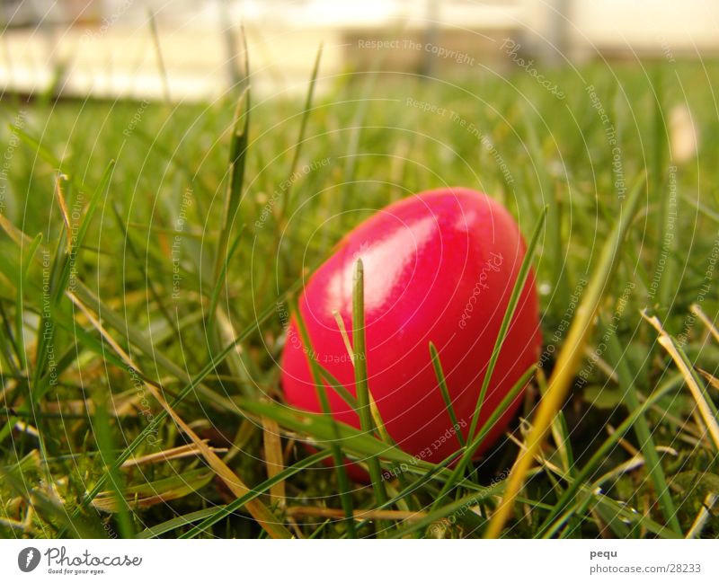 iGreen Wiese magenta rosa rot grün Ei Rasen